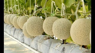 WOW! Agriculture Technology Rockmelon -2017