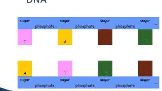 NucleicAcid