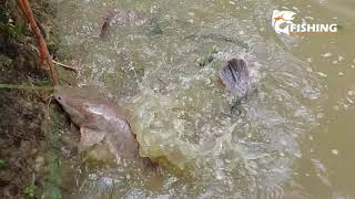 Catfish Farming | Hungry Catfish In Pond | Best Catfish Feeding Video