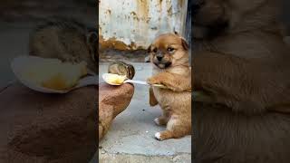 dog soft video 😂 see that video of course you enjoy 🤣🤣🤣 #funnyvideo #dog #viral #tiktok