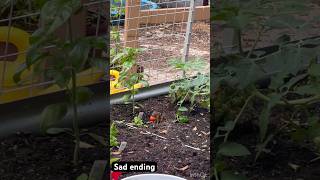 Chipmunk STEALS TOMATO From Garden (SAD ENDING 😭😭😭)