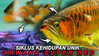 Siklus Kehidupan Lengkap Arwana Super Red | Sebuah Proses Unik dari Telur sampai Baby Arwana