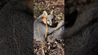 Beautiful Grey Fox! #trapping #fox #outdoors