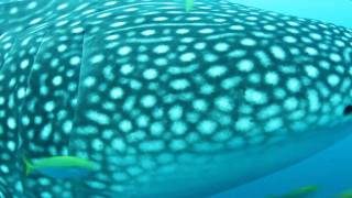 Swimming with whalesharks