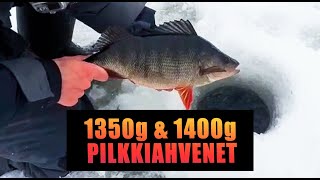 1350g & 1400g pilkkiahvenet - Pilkki12 kilpailu (ENG subtitles)