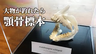 クロダイ（チヌ）の顎骨標本の作り方