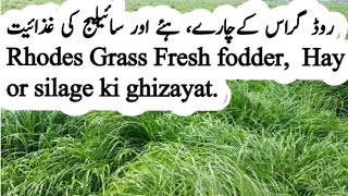 Rhodes Grass Fresh fodder,  Hay or silage ki ghizayat - Dr Waheed Ahsan