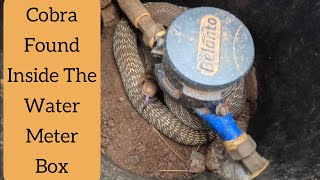 Spectacled Cobra Found Inside The Water Meter Box #rescue #snake #cobra #viral #trending #india