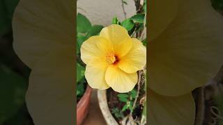 Yellow hibiscus flower 💛💛 #pottedplants #terracegarden #hibiscus