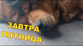 ЗАВТРА ПЯТНИЦА 😉😉