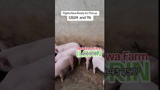 Where to buy good pigs in Nigeria - Pure and exotic piglets now available