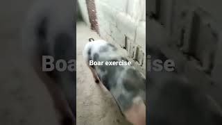 Boar exercise to cut weight