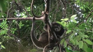 Sulawesi Bear Cuscus!!! And Not a Mile Up a Tree!