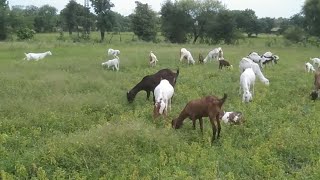 थारपारकर के खोबसोर्ट बक्रियन#viralvideo #goats #shorts