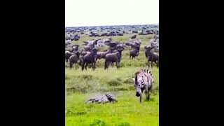 Lion Kidnaps Baby Zebra To Annoy Mother Zebra #zebra #lion #wildanimals #shorts #animals