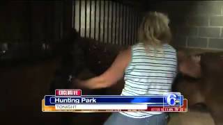 Two Stray Horses in Philly Find Happy Ending