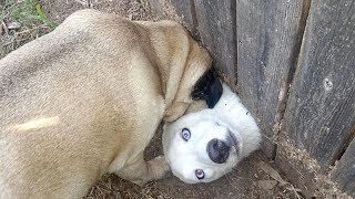 Best of WEIRD FUNNY DOGS - How long CAN YOU HOLD YOUR LAUGH?