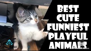 BEST,FUNNIEST ,CUTE,&PLAYFUL ANIMALS-BY ACROSS THE BOARD