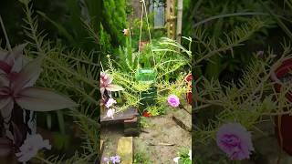 বোতল দিয়ে হ‍্যাঙ্গিং ফুলের টব তৈরি❤||gardening video🌿||#trending #shorts #garden #flowers