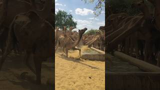 Camels are jumping while drinking water #shorts