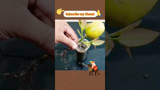 How To Grow Lemon Tree With Lemon Fruit (100%Success Result)