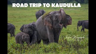 Road Trip to Kaudulla National Park : Habarana Elephant Watching