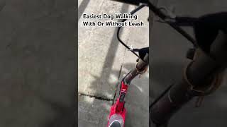 Easiest Dog Walking Work With Or Without Leash