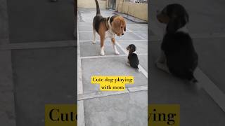 Cute puppy playing with mom dog #youtubeshorts #shorts #shortvideo