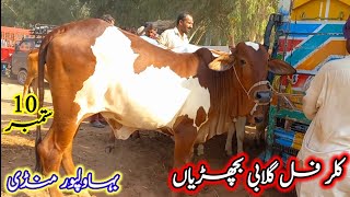 Colourfull Gulabi Bachrian in  Bahawalpur Cow Mandi|10/09/2024|