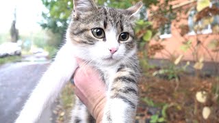 Beauty youngest cat and oldest cats