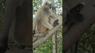 #jay bajrang bali#monkeylover#animallover#viral #youtubshortvideo