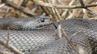 Mole Snake (Pseudaspis cana) defensive behaviour. WC, South Africa.