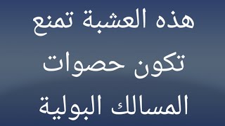 هذه العشبة تمنع تكون حصوات المسالك البولية