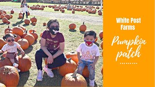 White Post Farms Pumpkin Patch