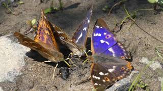 Lesser Purple Emperor Butterfly - Seen at Latorica in Slovakia