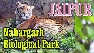 JAIPUR | Nahargarh Biological Park | Jaipur Zoo | Wild Life in Jaipur