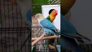 3 love birds in a cage live. Fischer, blue lovebird ,black mask parrot -Oct 2024