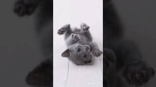 Cute Russian blue cats😻