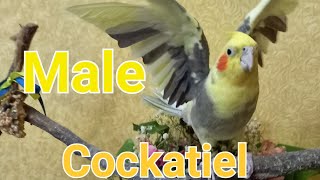 #AngryCockatielBird. Cockatiel behavior spreading wings #NoisesCockatielsLike #Корелла #ПениеКорелла