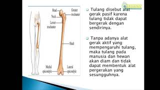 5SD-TEMA 1-Subtema 1 : Organ Gerak Manusia dan Hewan (Ms Juwita/PGSD)