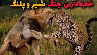 عجیب ترین مبارزه ی بین شیر و پلنگ |آیا پلنگ شانسی برای زنده موندن و فرار از شیر داره؟! ☠️😱