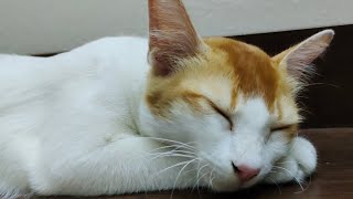 today cat vaccine time | cat vaccination campaigns | Rabius vaccine for  billu #catvaccine #catlover