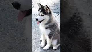 Siberian Husky #siberianhusky #dog #pets #nature