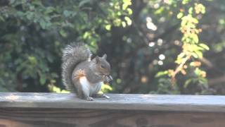 Squirrel Series, shot from my backyard with canon t2i, 135mm/f2.8 lens.