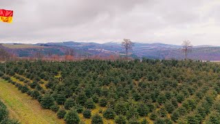 Christbaumsaison-Eröffnung