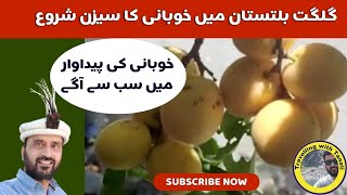 Apricot Season in GB | GB Pakistan's largest apricot producing region | Travelling with Tanoli |