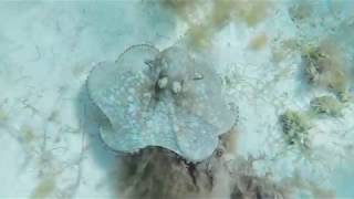 Diving with an octopus and southern stingrays in Grand Cayman!