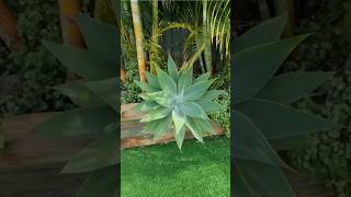 Feature plant for the garden. Agave Attenuata #garden #landscaping #plants