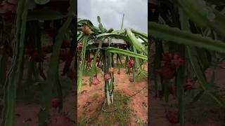 From Farm to table: Dragon fruit harvest time! 🌟 #FruitfulDays #shorts #youtubeshorts