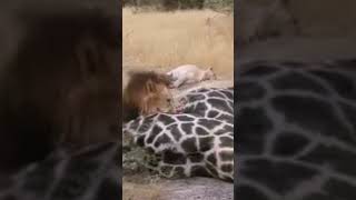 Unlucky Giraffe